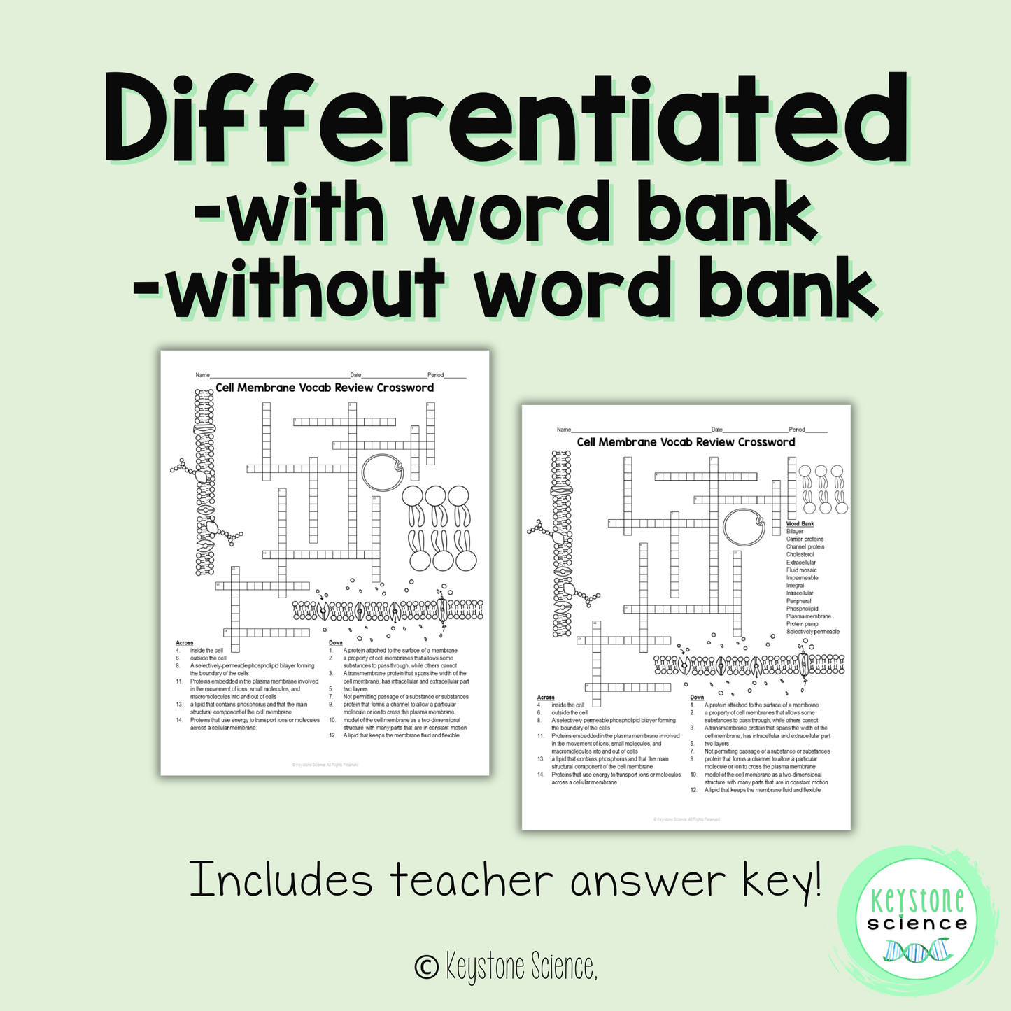 Cell Membrane Structure Vocab Review Crossword Puzzle