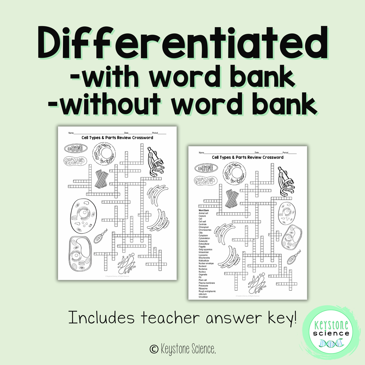 Cell Types Organelles Vocab Review Crossword Puzzle Animal and Plant Cells