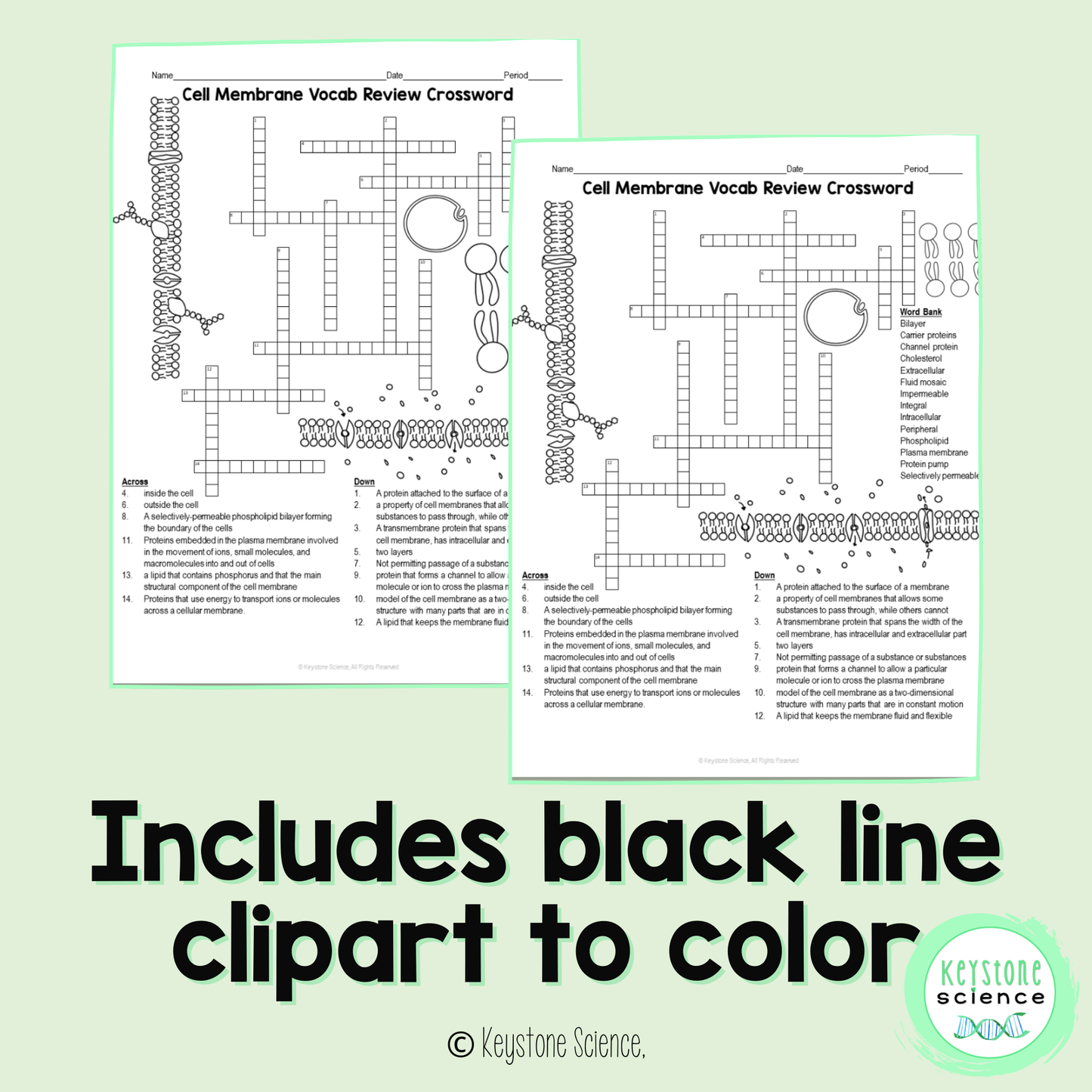 Cell Membrane Structure Vocab Review Crossword Puzzle