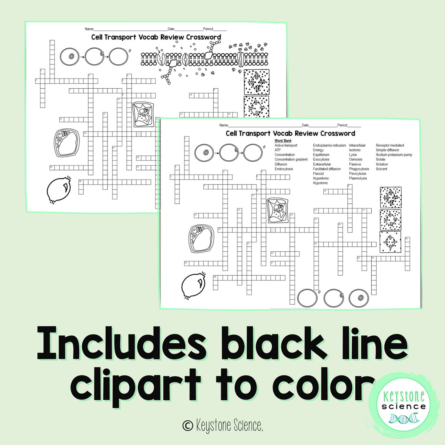 Cell Transport and Osmosis Vocab Review Crossword Puzzle