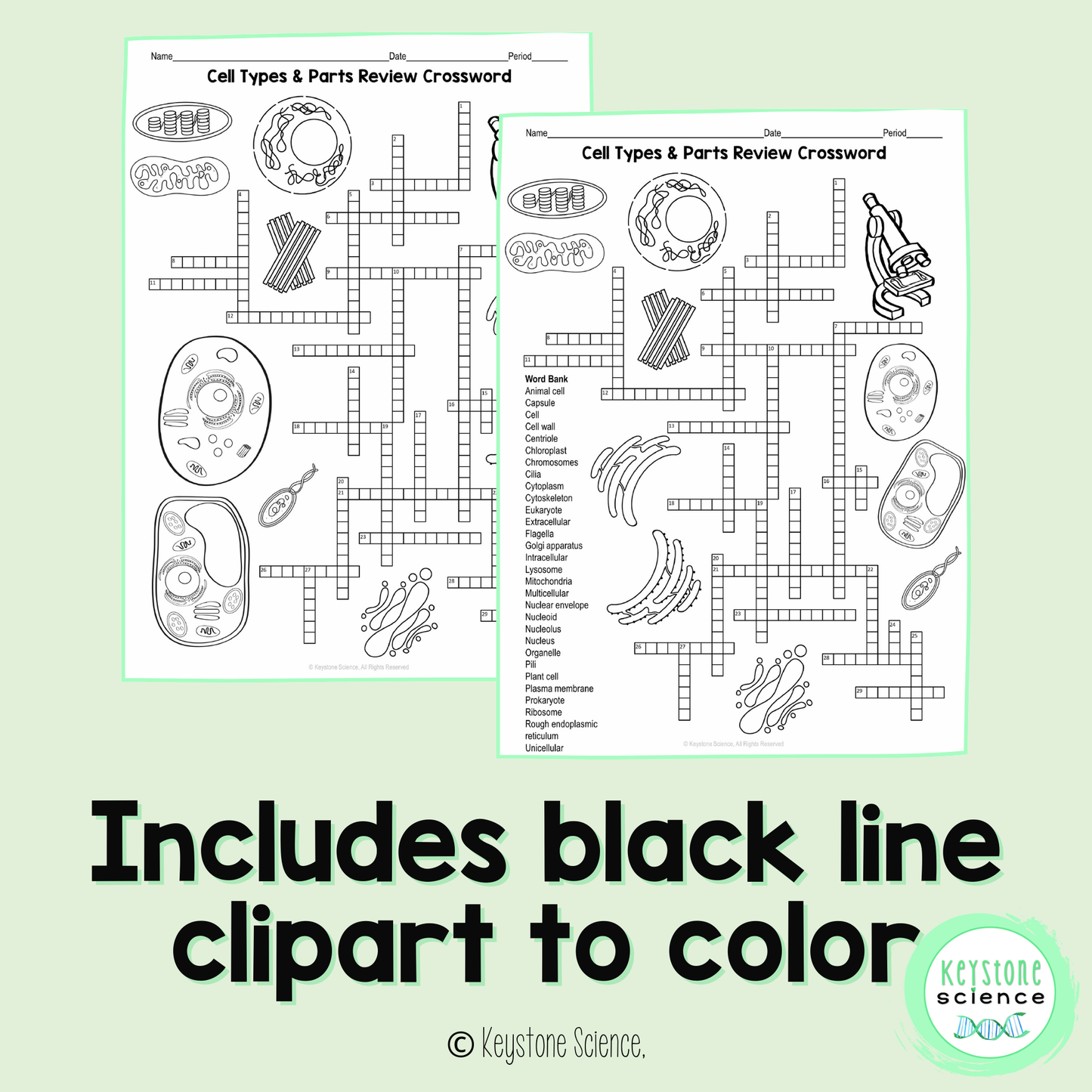 Cell Types Organelles Vocab Review Crossword Puzzle Animal and Plant Cells