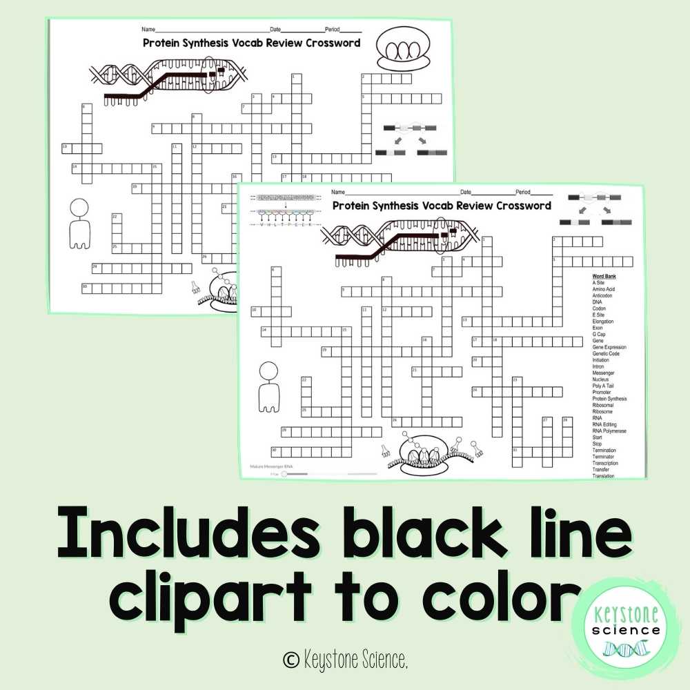 Protein Synthesis Vocab Review Crossword Puzzle Transcription Translation