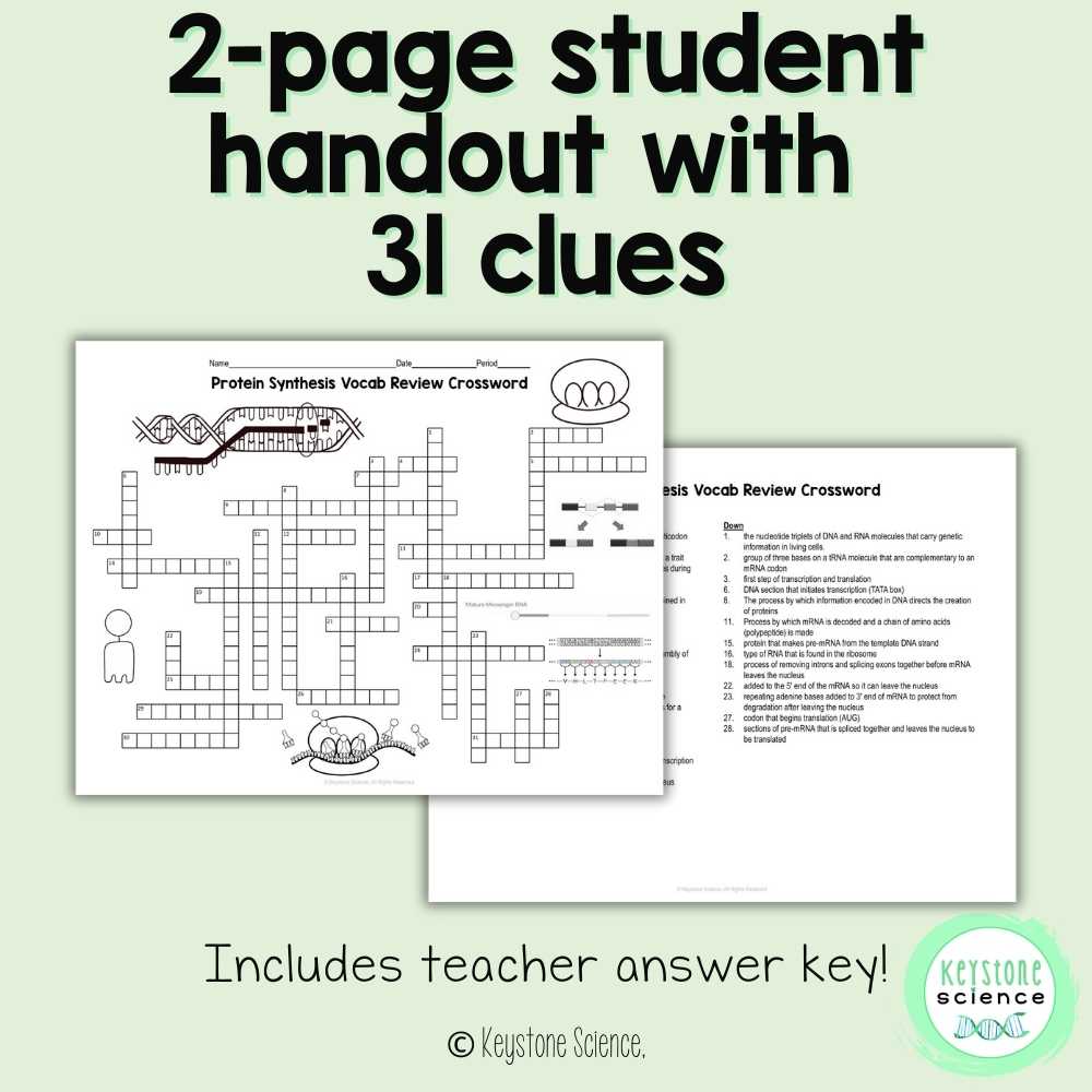 Protein Synthesis Vocab Review Crossword Puzzle Transcription Translation