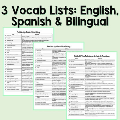 Protein Synthesis and Mutations Word Wall and Vocabulary ESL, ELL