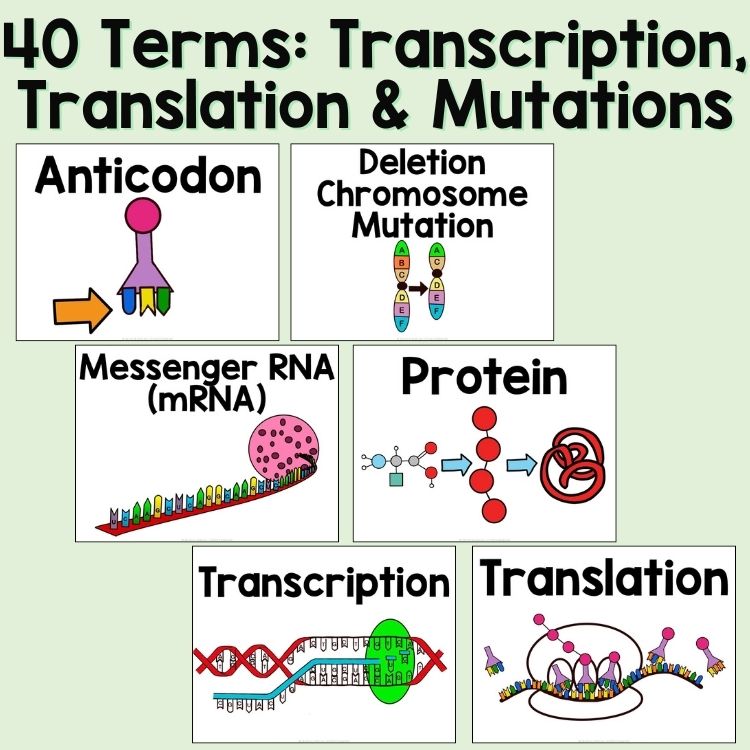 Protein Synthesis and Mutations Word Wall and Vocabulary ESL, ELL