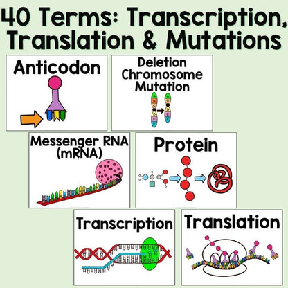 Protein Synthesis and Mutations Word Wall and Vocabulary ESL, ELL