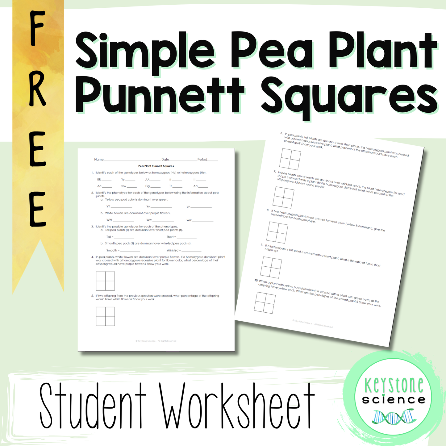 FREE Simple Punnett Square Practice Problems Biology Genetics