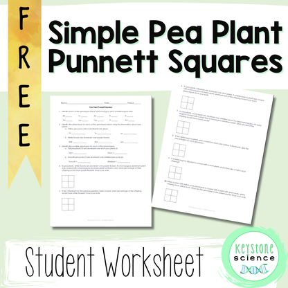 FREE Simple Punnett Square Practice Problems Biology Genetics
