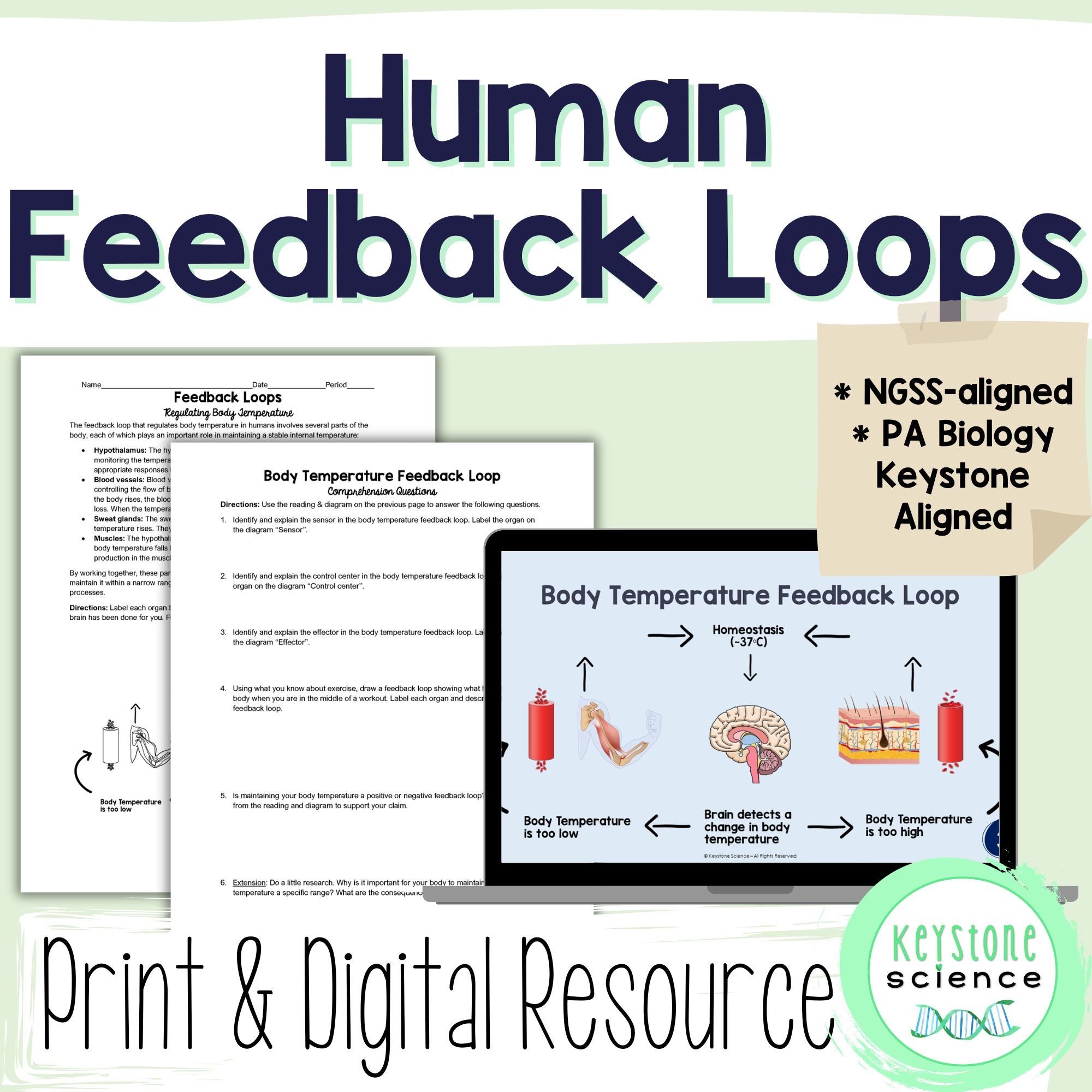 Human Feedback Loops Homeostasis Regulation Student Stations & Digital ...