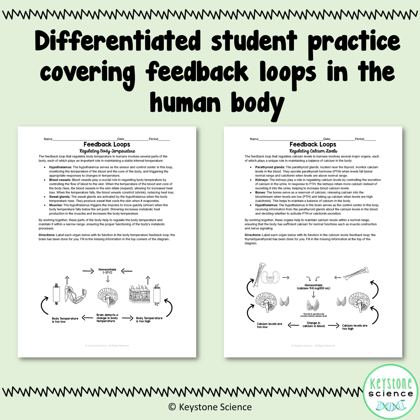 Human Feedback Loops Homeostasis Regulation Student Stations & Digital Activity