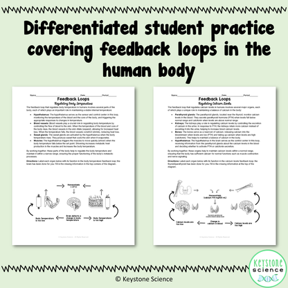 Human Feedback Loops Homeostasis Regulation Student Stations & Digital Activity