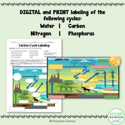 Biogeochemical Cycles Diagram Labeling: Water, Carbon, Nitrogen, Phosphorus