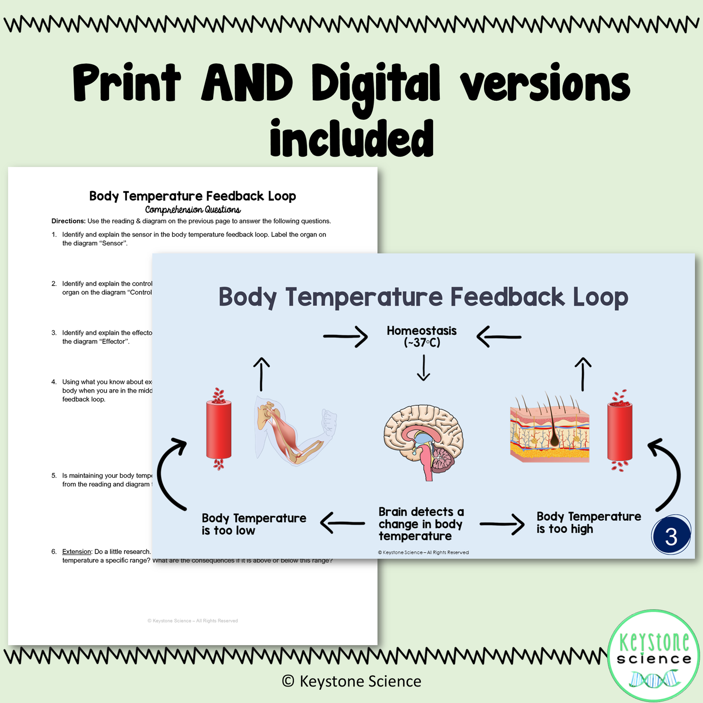 Human Feedback Loops Homeostasis Regulation Student Stations & Digital Activity