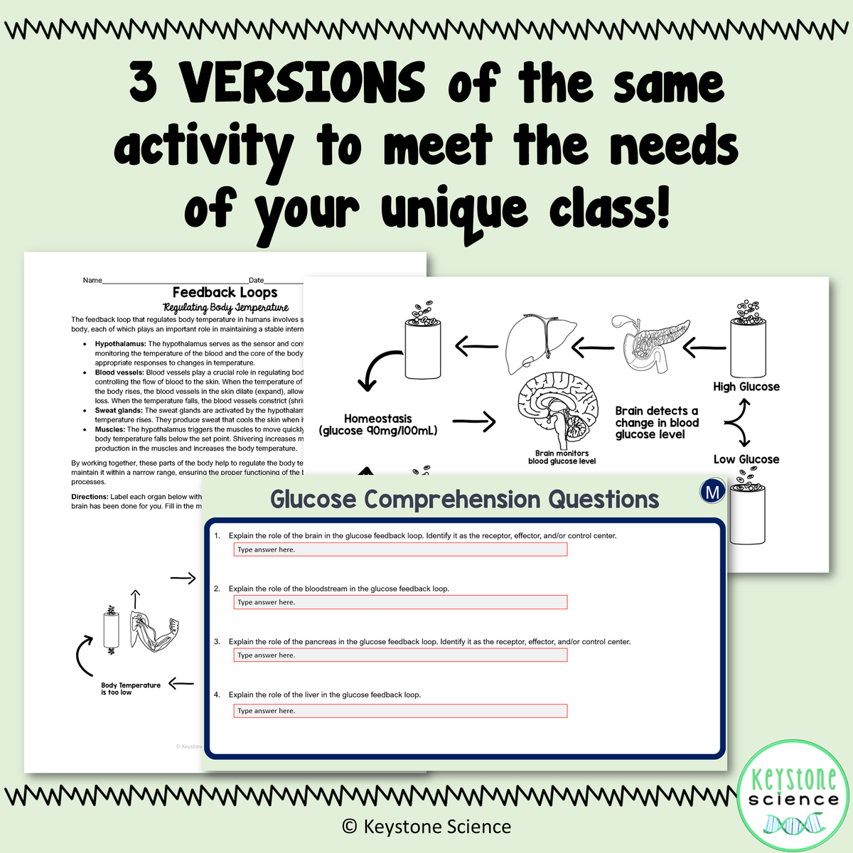 Feedback Loop In Science Human Feedback Loops Homeostasis Regulation Student Stations & Digital ...