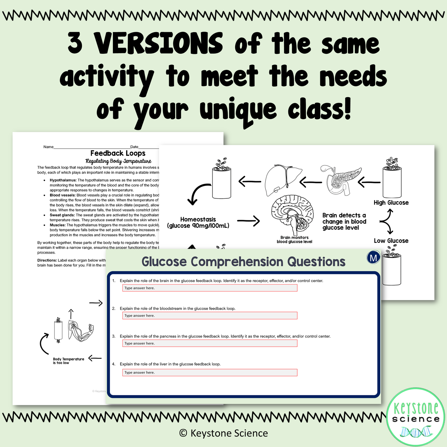 Human Feedback Loops Homeostasis Regulation Student Stations & Digital Activity