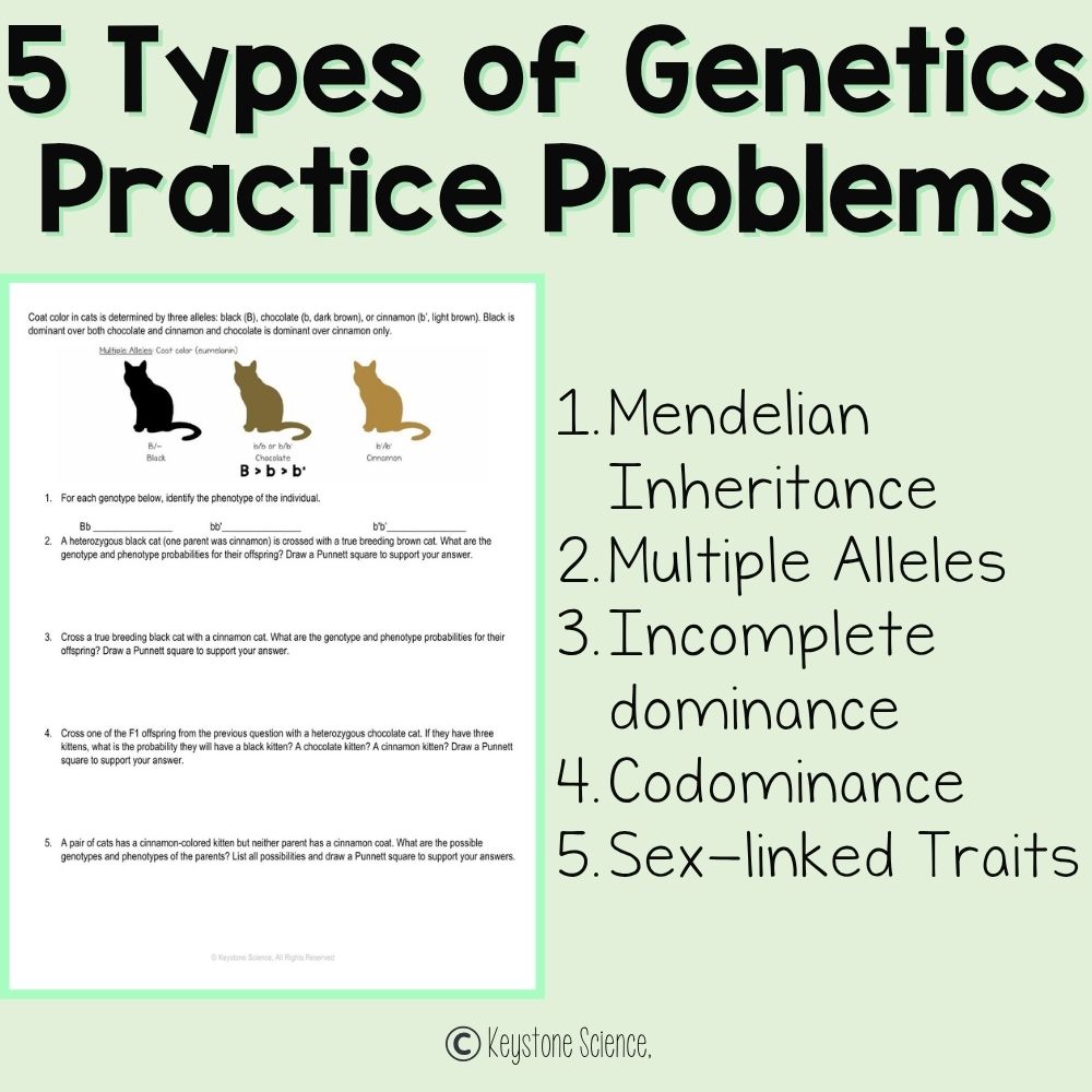 NGSS-Aligned Phenomena-Based Cat Coat Inheritance Genetics Unit Plan