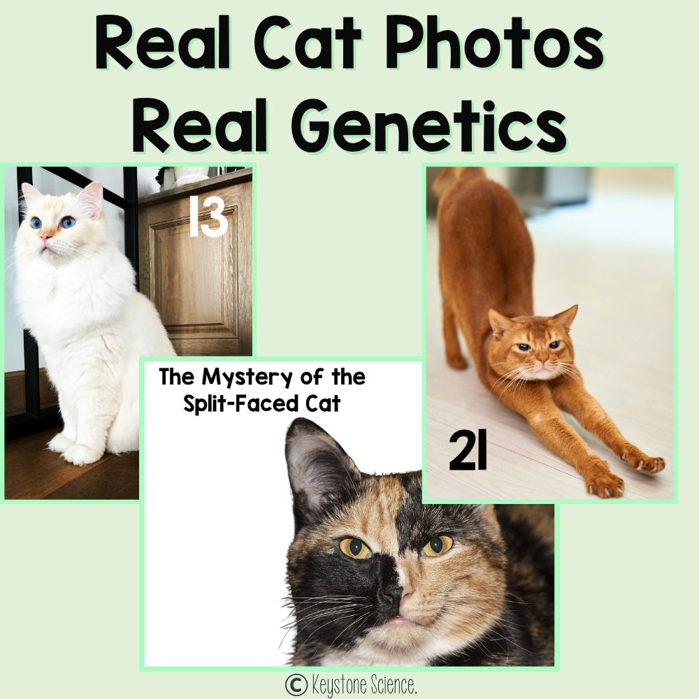 NGSS-Aligned Phenomena-Based Cat Coat Inheritance Genetics Unit Plan