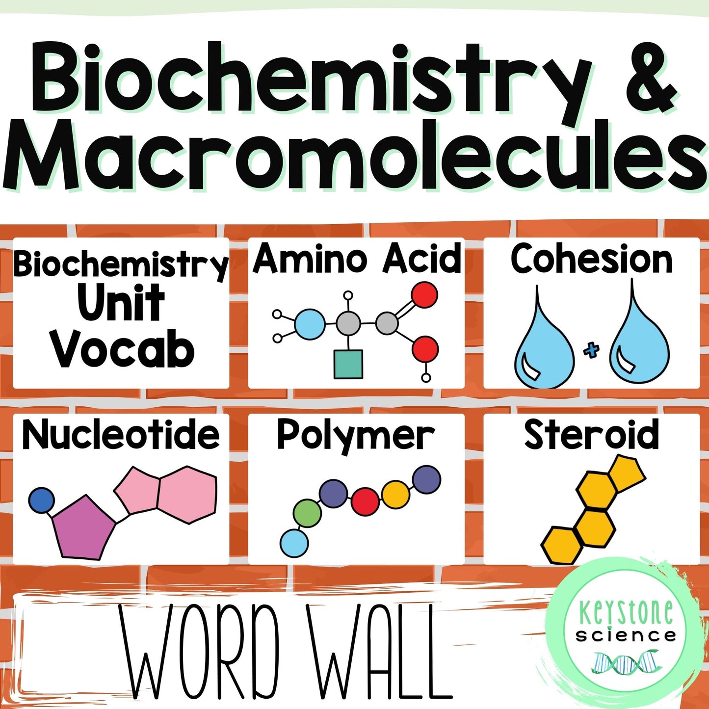 Biochemistry, Water, Macromolecules Word Wall and Vocabulary ELL ESL