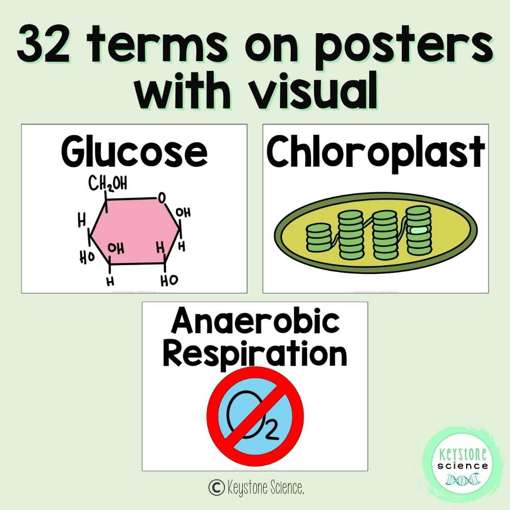 Cellular Respiration and Photosynthesis Biology Word Wall and Vocabulary ELL ESL