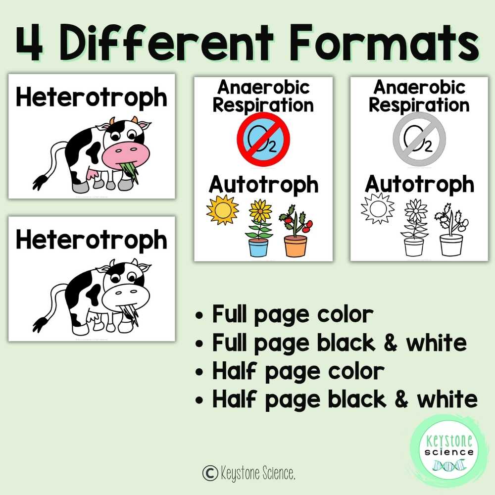 Cellular Respiration and Photosynthesis Biology Word Wall and Vocabulary ELL ESL