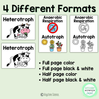 Cellular Respiration and Photosynthesis Biology Word Wall and Vocabulary ELL ESL