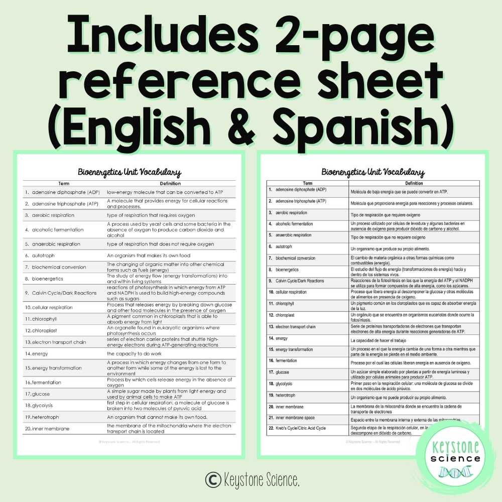 Cellular Respiration and Photosynthesis Biology Word Wall and Vocabulary ELL ESL