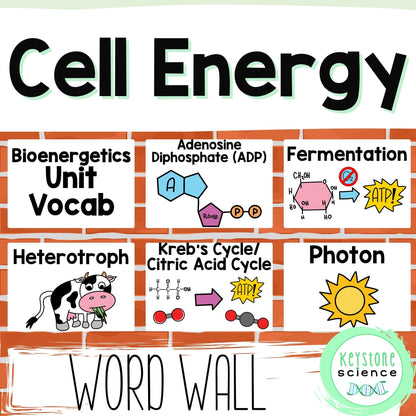 Cellular Respiration and Photosynthesis Biology Word Wall and Vocabulary ELL ESL