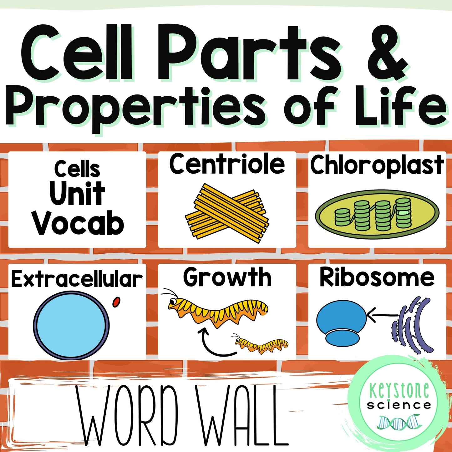 Cell Types, Parts, Levels of Organization Word Wall Vocabulary ESL ELL