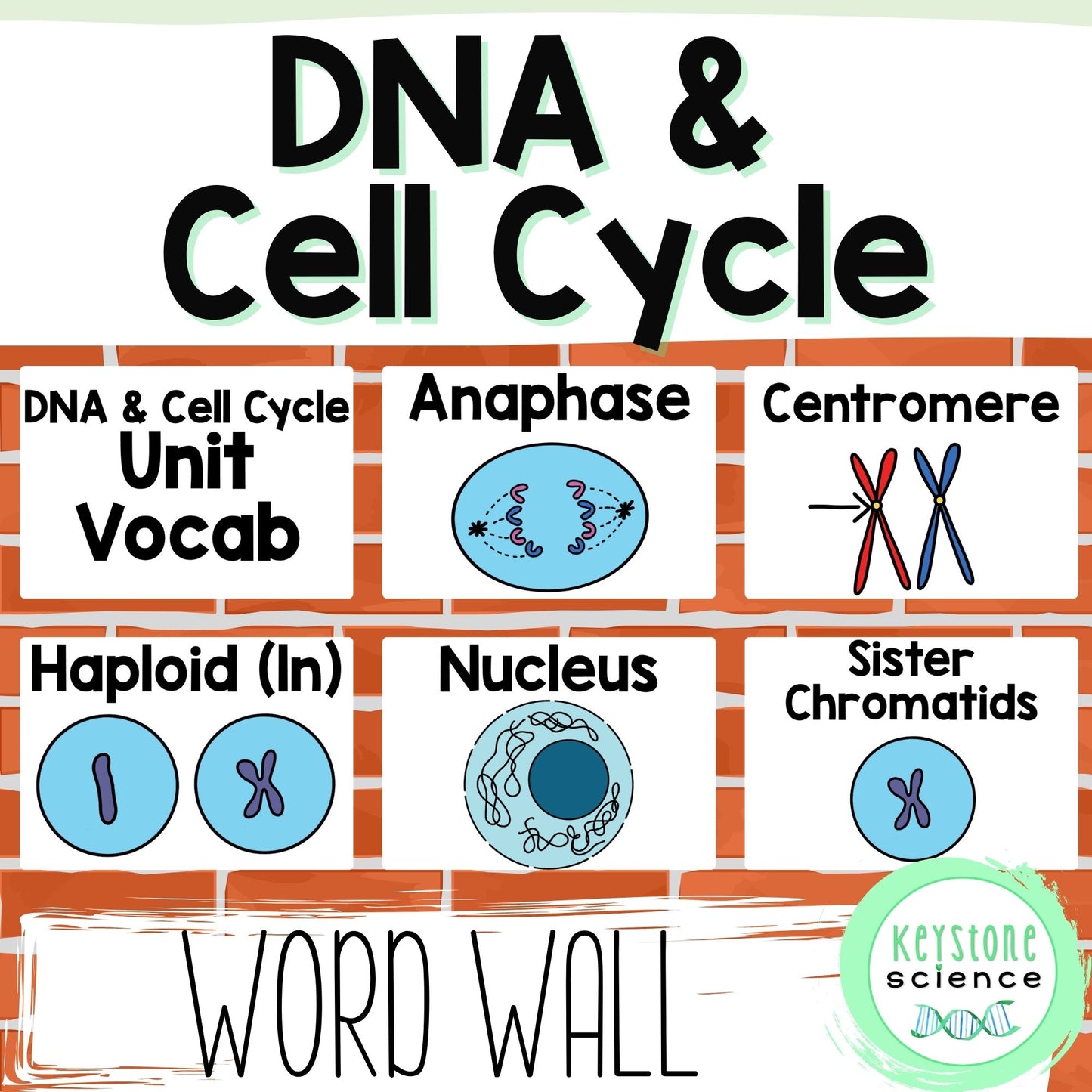 DNA, Mitosis, and Meiosis Word Wall and Vocabulary ELL ESL