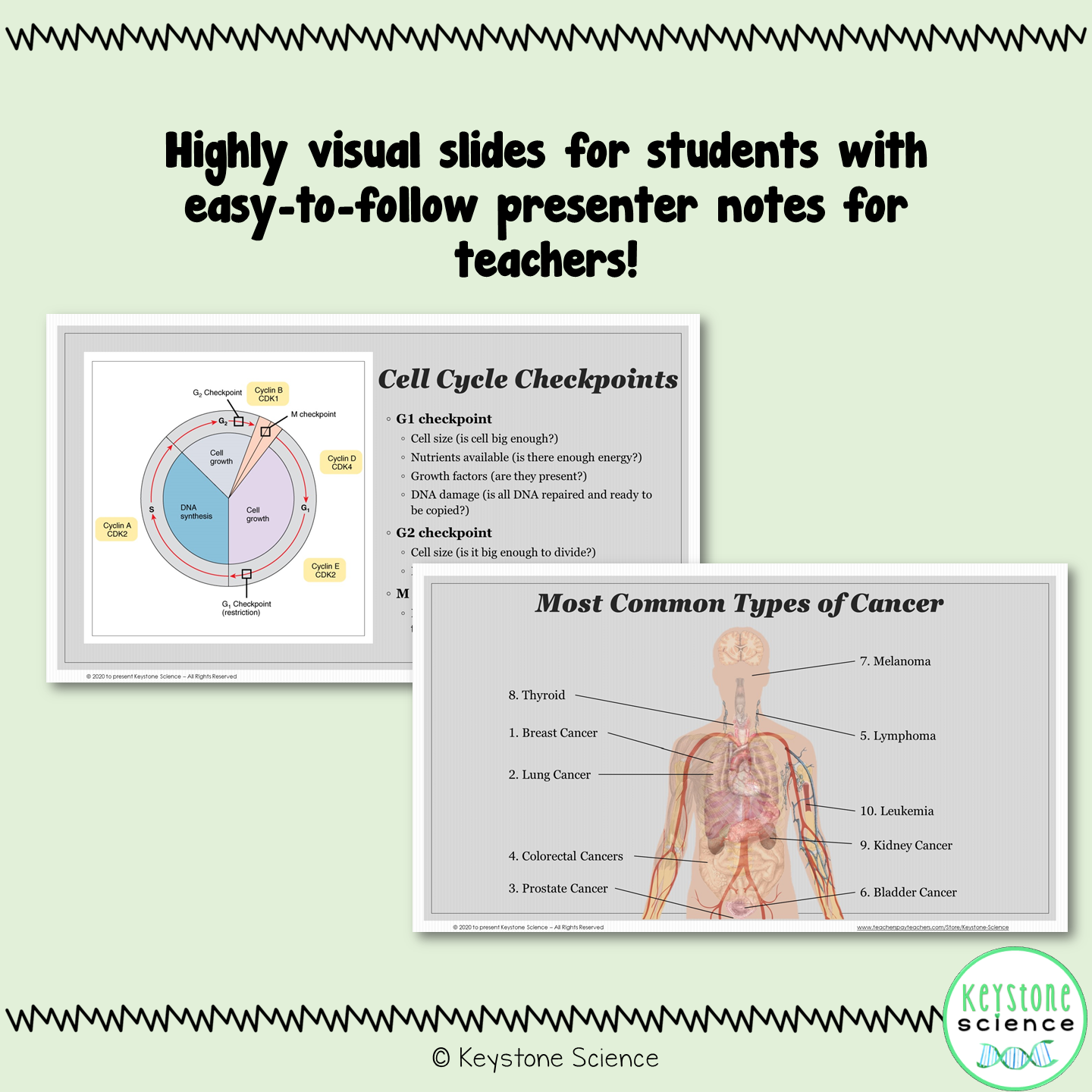 Cell Cycle and Mitosis PowerPoint and Guided Notes Biology Keystone Al ...