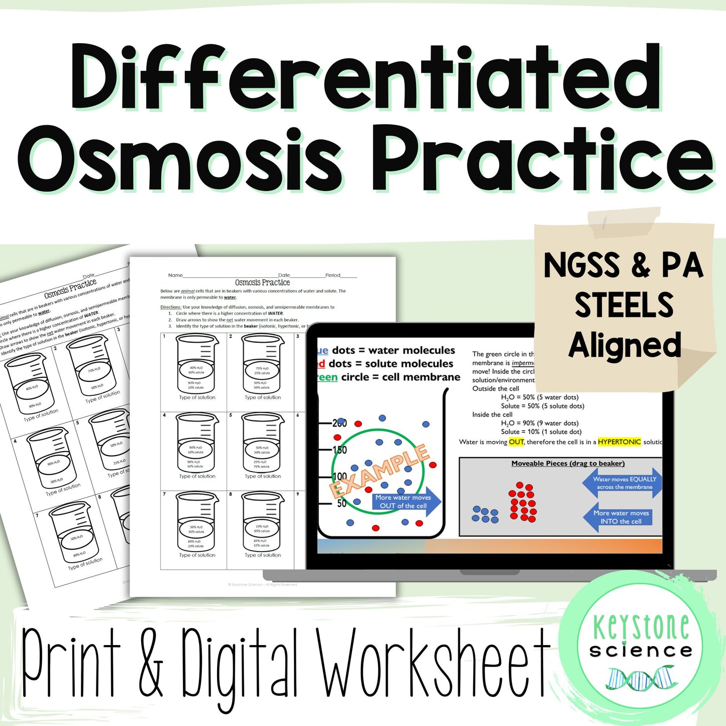 Osmosis Diffusion Differentiated Practice Worksheet Printable & Digital Version