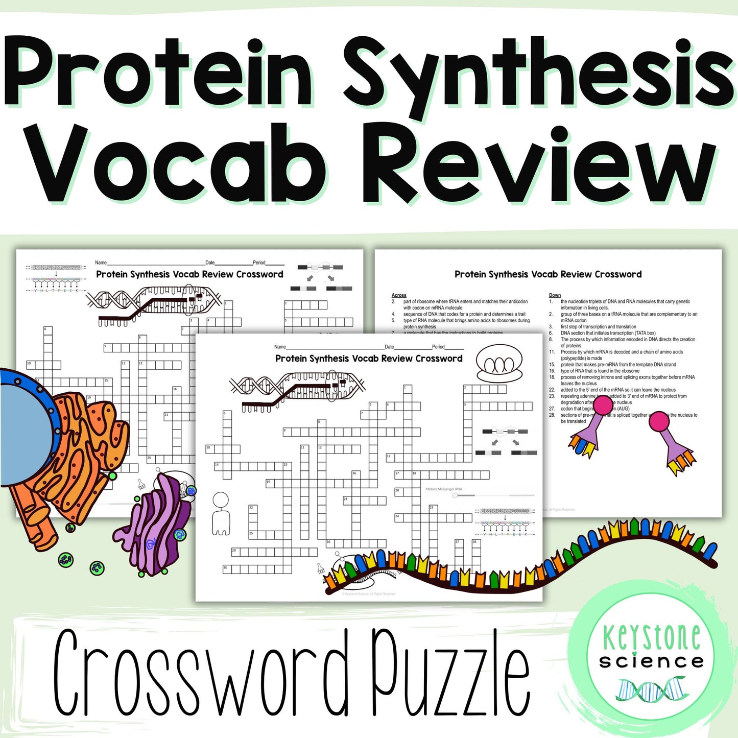 Protein Synthesis Vocab Review Crossword Puzzle Transcription Translation