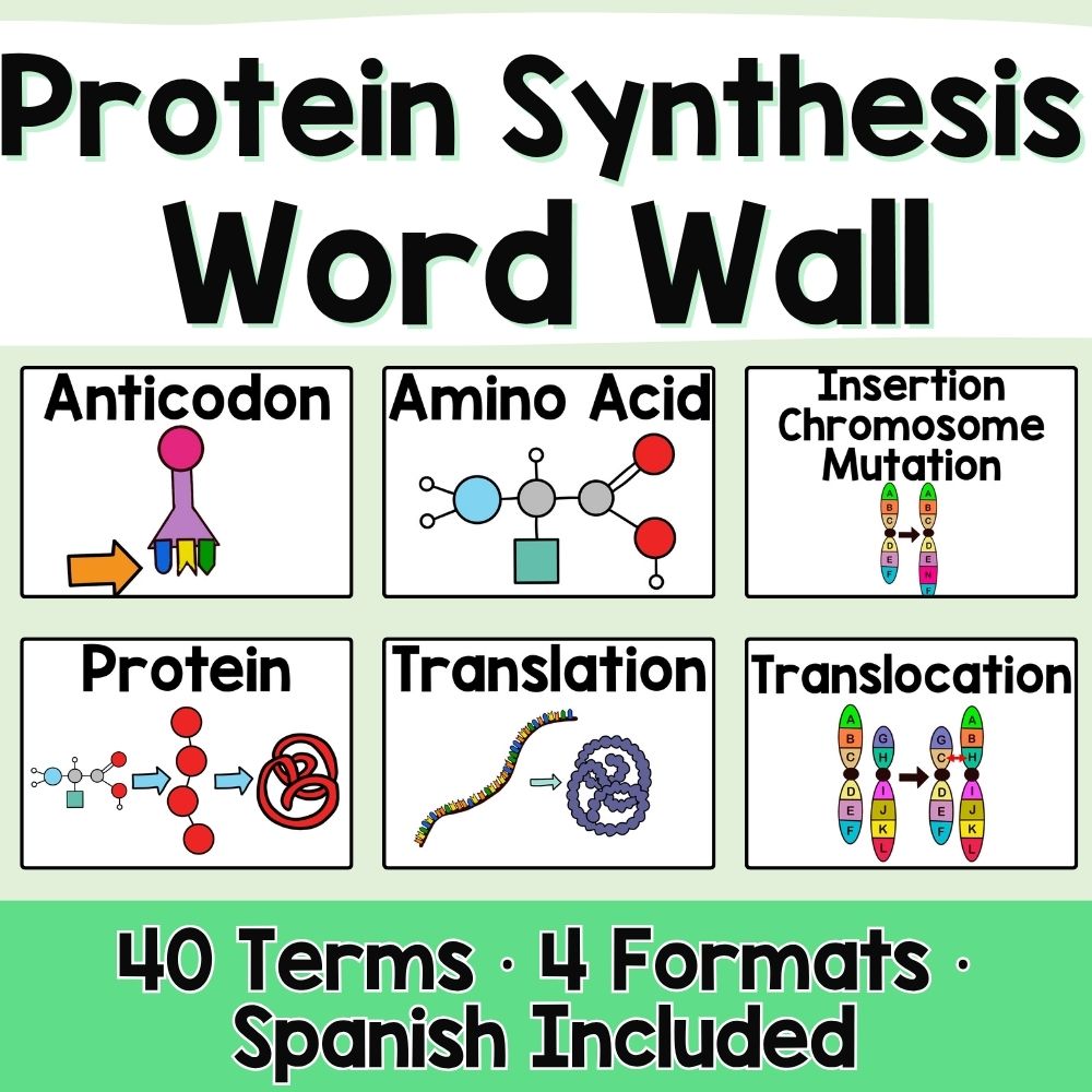 Protein Synthesis and Mutations Word Wall and Vocabulary ESL, ELL