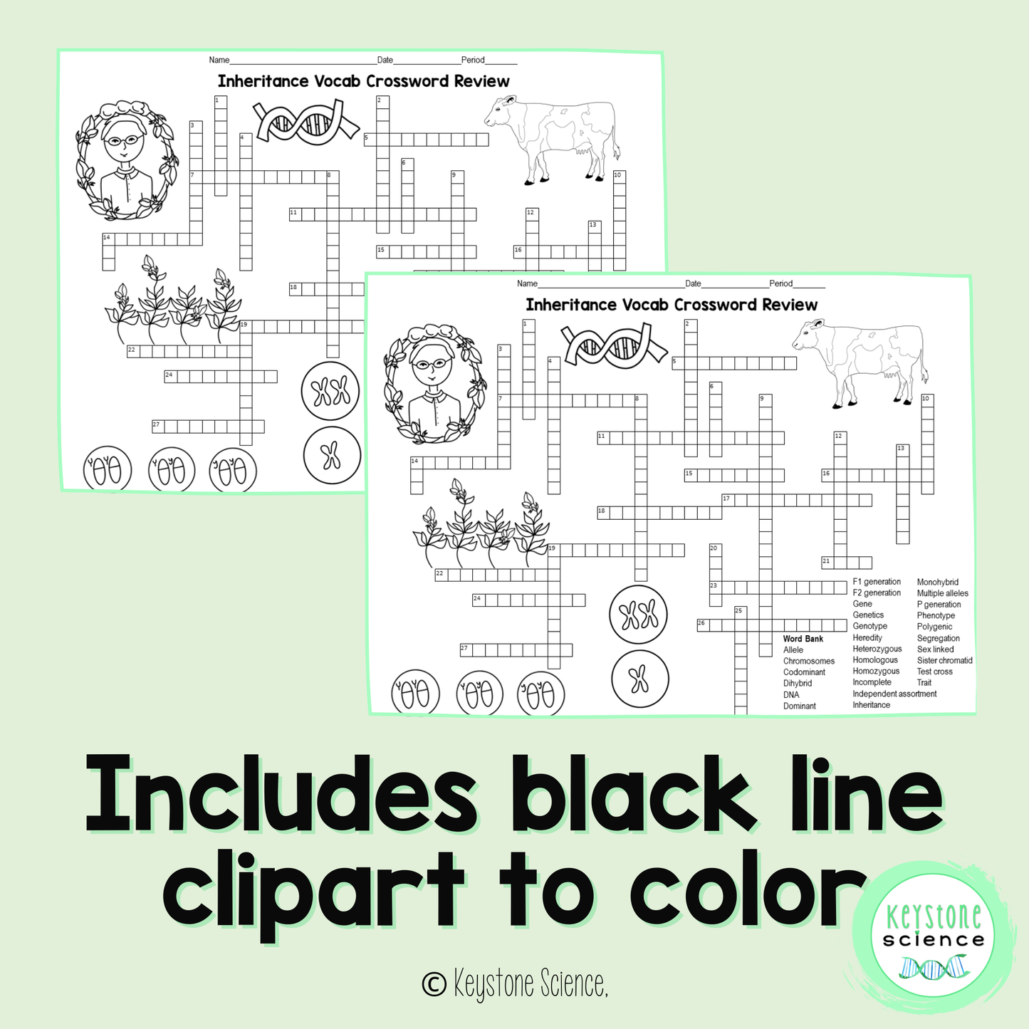 Genetics, Mendelian and Non-Mendelian Inheritance Vocab Review Crossword Puzzle