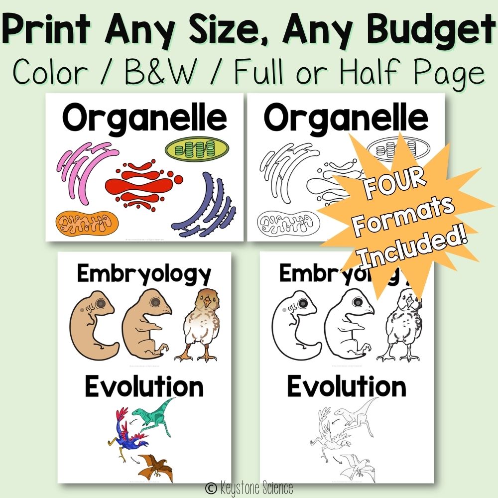 Biology Word Wall BUNDLE Prefixes, Suffixes Cells, Genetics, Evolution, Ecology