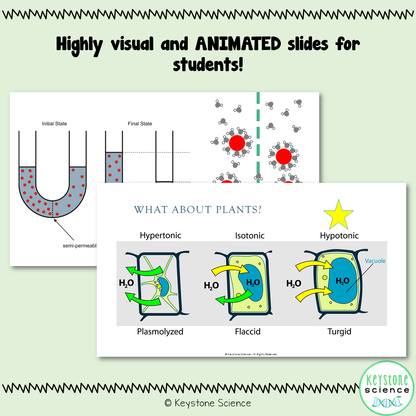 Cell Membrane and Transport PowerPoint and Guided Notes Biology Keystone Aligned