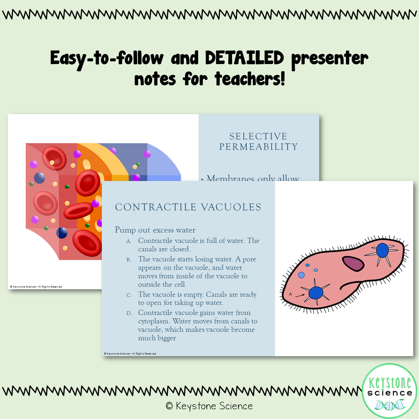 Cell Membrane and Transport PowerPoint and Guided Notes Biology Keystone Aligned