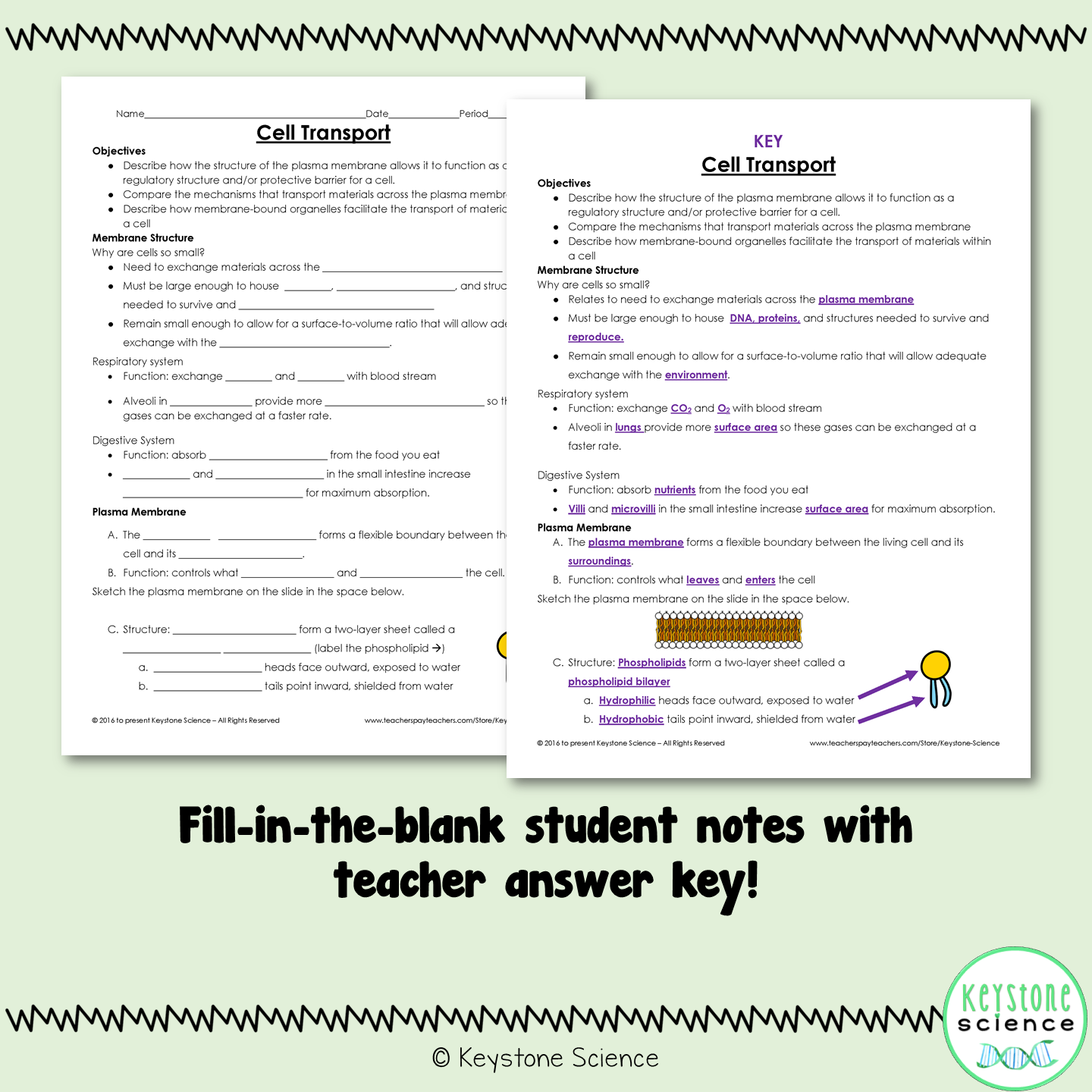 Cell Membrane and Transport PowerPoint and Guided Notes Biology Keystone Aligned