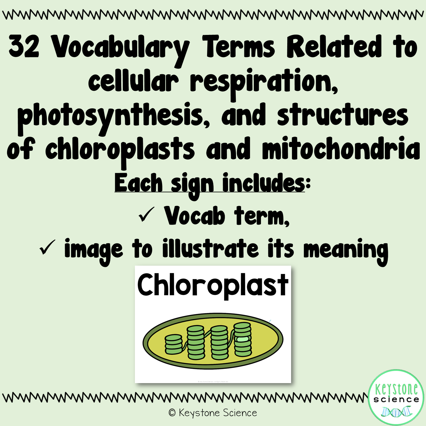 Cellular Respiration and Photosynthesis Biology Word Wall and Vocabulary ELL ESL