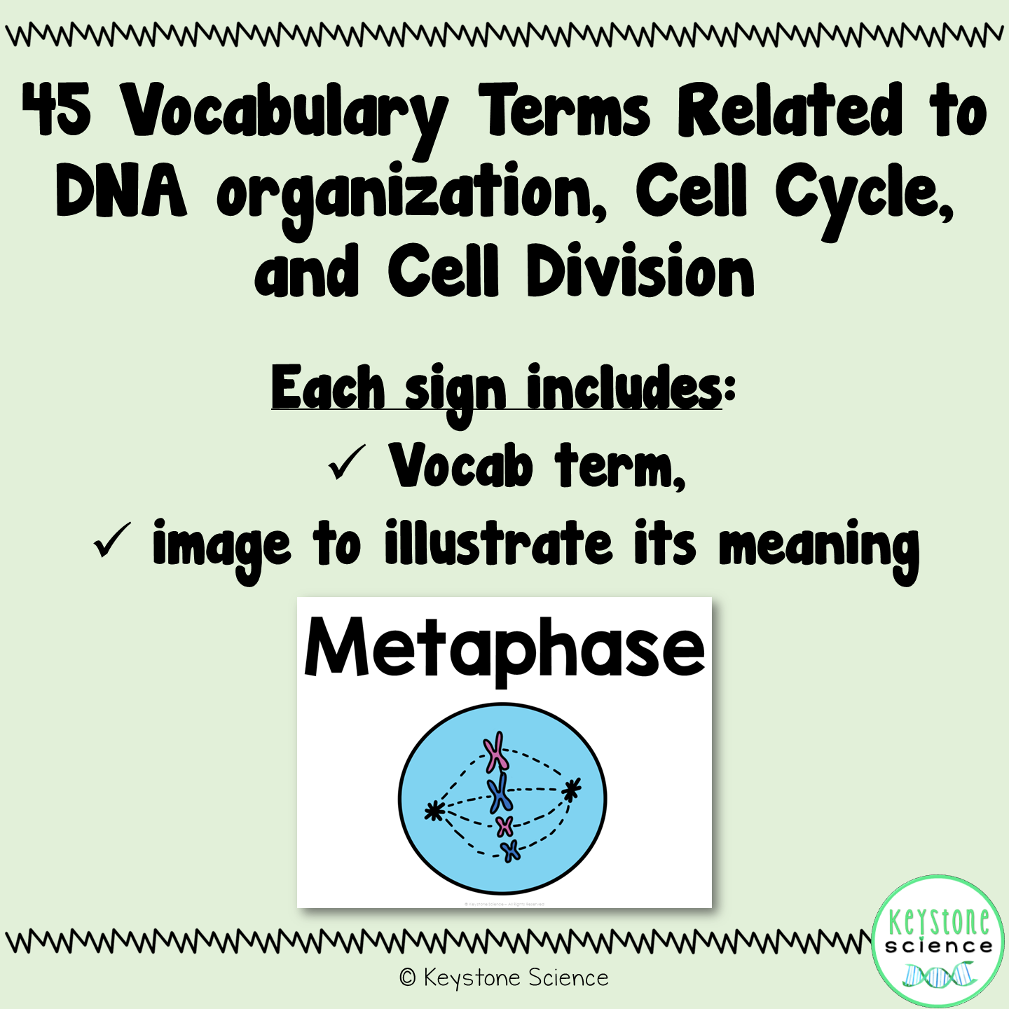 DNA, Mitosis, and Meiosis Word Wall and Vocabulary ELL ESL