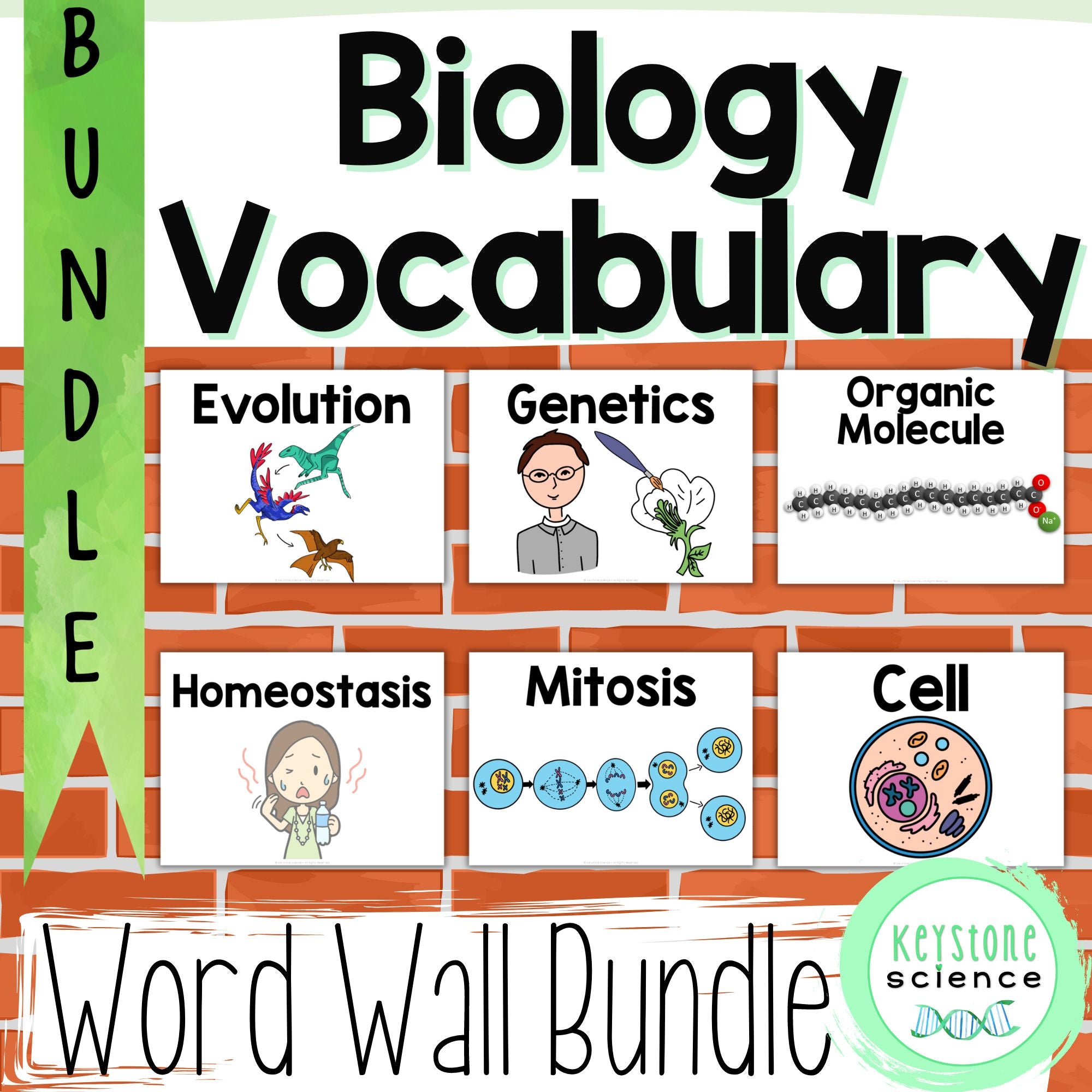 Biology Word Wall BUNDLE Prefixes, Suffixes Cells, Genetics, Evolution ...