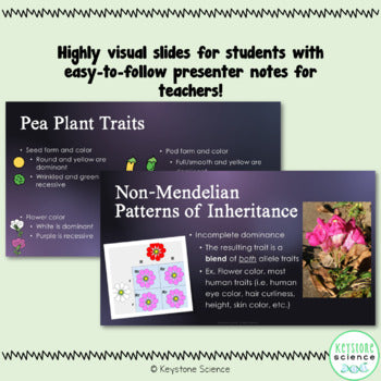 Punnett Squares Mendelian Genetics PowerPoint Slides with Guided Notes and key