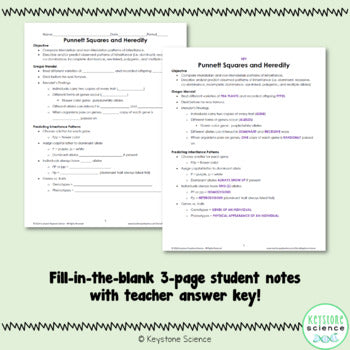 Punnett Squares Mendelian Genetics PowerPoint Slides with Guided Notes and key