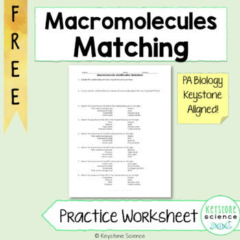 Organic Macromolecule Identification Matching Worksheet with KEY