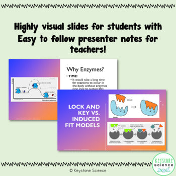 Enzymes PowerPoint and Guided Notes with KEY Biology Keystone Aligned