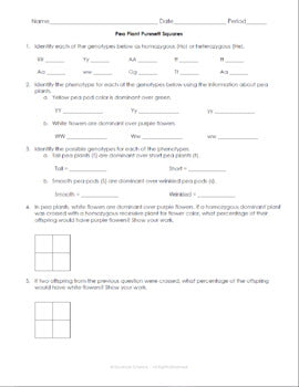 FREE Simple Punnett Square Practice Problems Biology Genetics