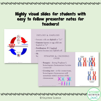 Meiosis and Sexual Reproduction PPT & Guided Notes Biology Keystone Aligned