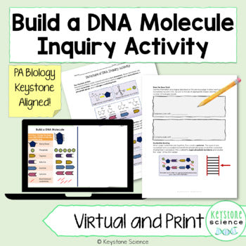 DNA Structure Activity Print and Digital (PPT & Slides)