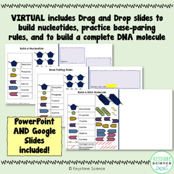 DNA Structure Activity Print and Digital (PPT & Slides)