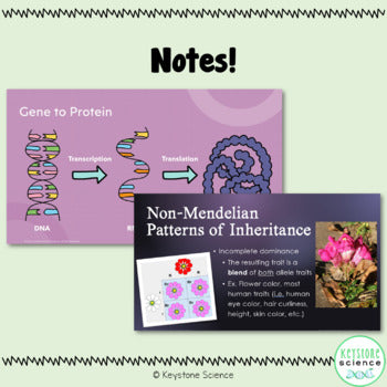 Genetics Unit Punnett Squares Protein Synthesis Keystone Aligned Growing Bundle